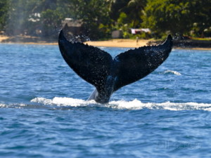 Balena observata in aproprierea insulei Sainte-Marie