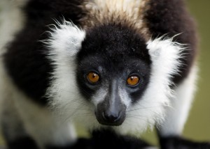 Lemurian Indri