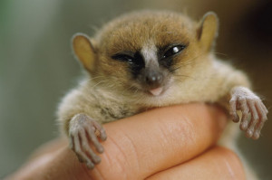 Lemurian pigmeu